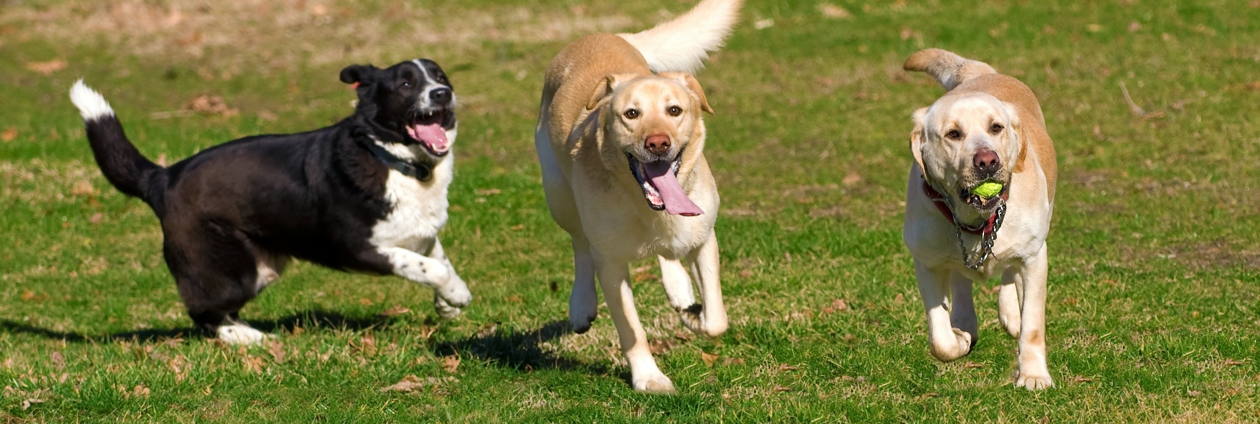 Three dogs playing in the grass