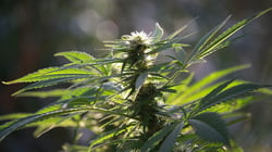 Cannabis Crop Insurance Massachusetts